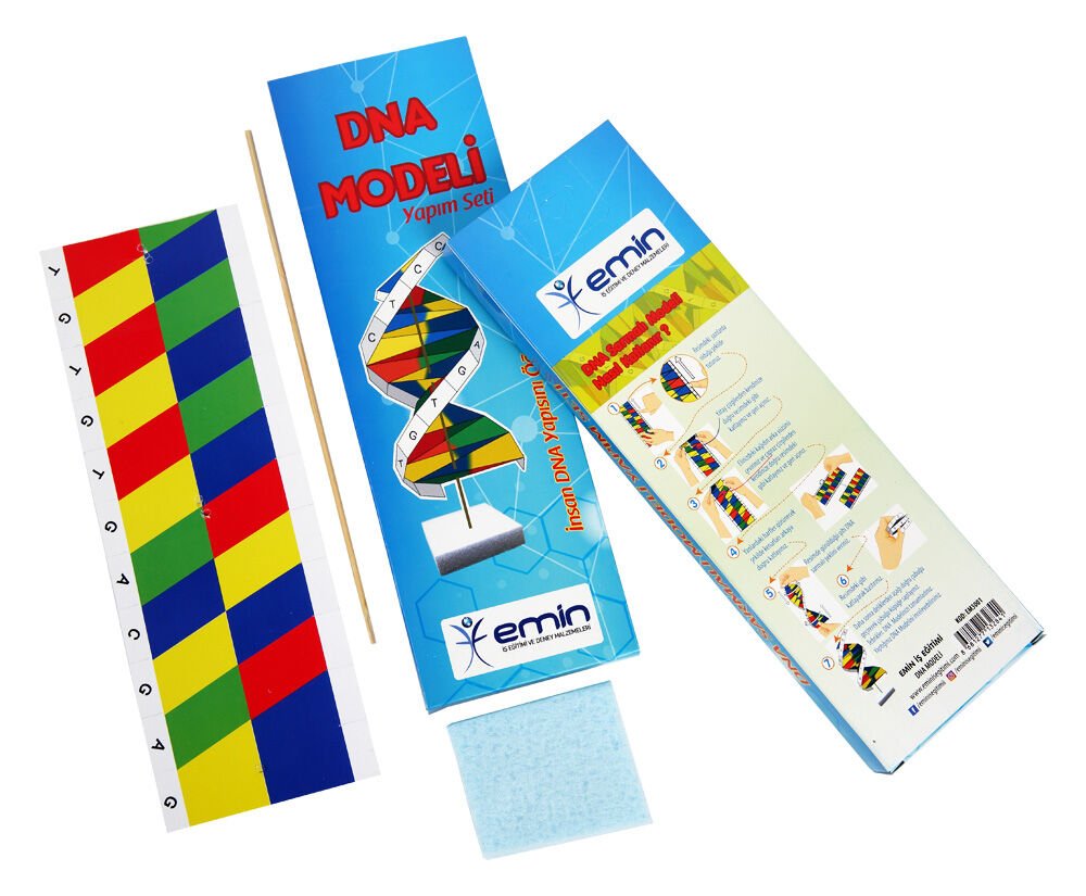 Toptan DNA Modeli Seti (10'lu)